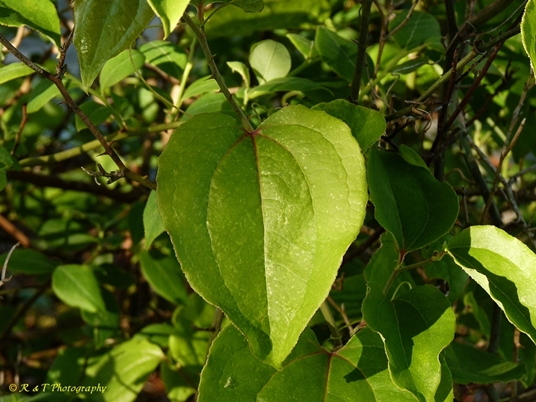{Smilax rotundifolia}